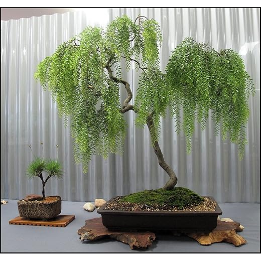 Live Dwarf Australian Weeping Willow Bonsai Tree - Fast Growing, Indoor/Outdoor Bonsai Material