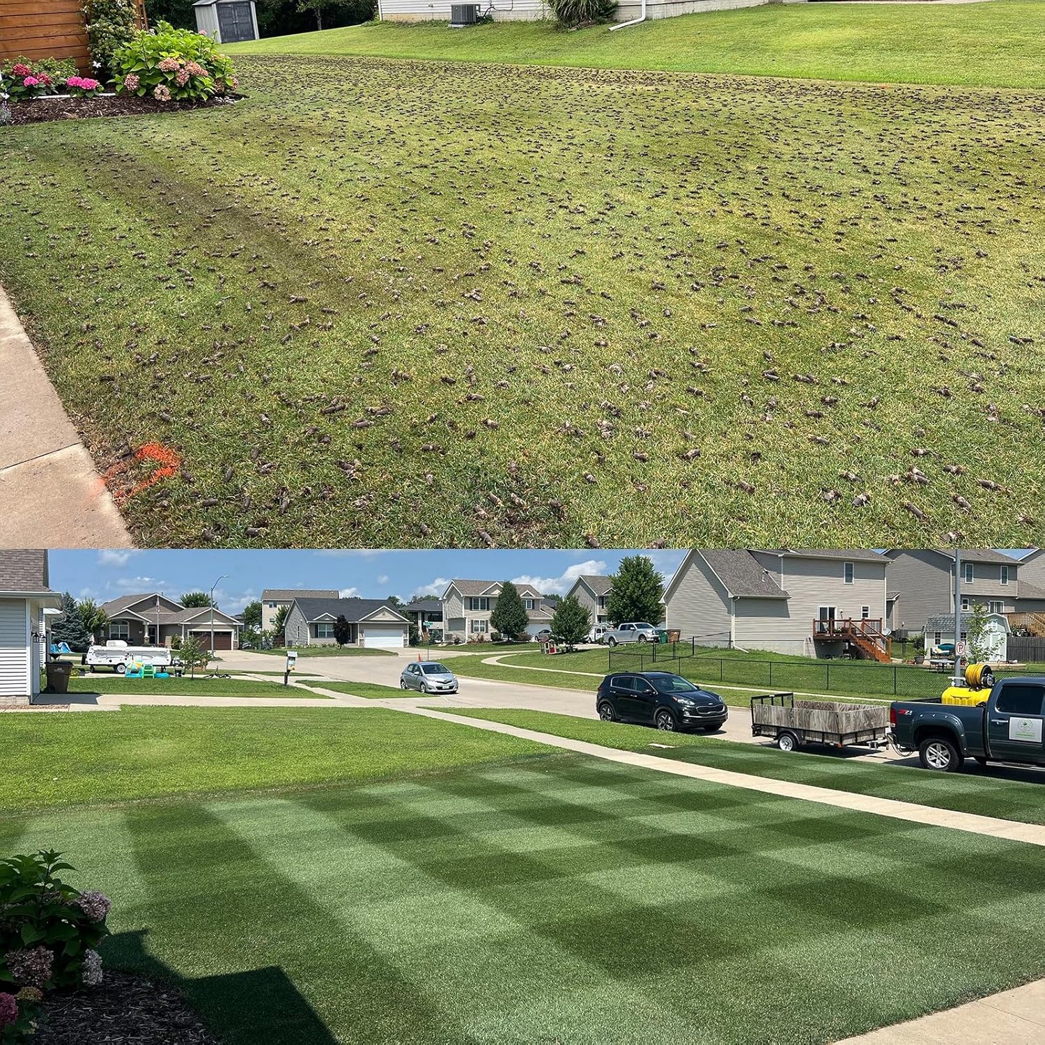 NightShift (Formerly Blackout) Turf Type Tall Fescue Grass Seed (10 lbs)