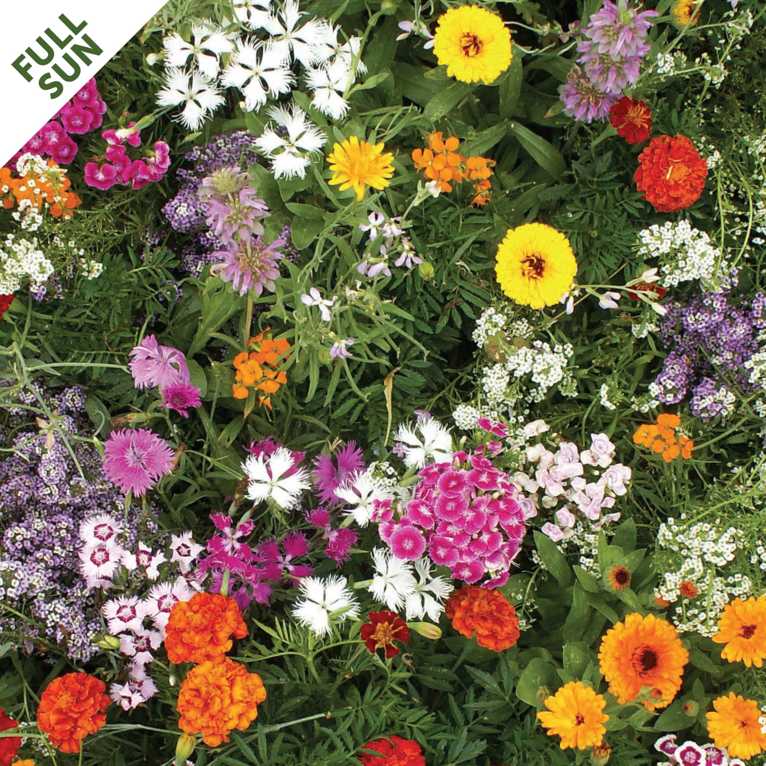 calendula pot marigold seeds Bulk Calendula Seeds - Pink Surprise