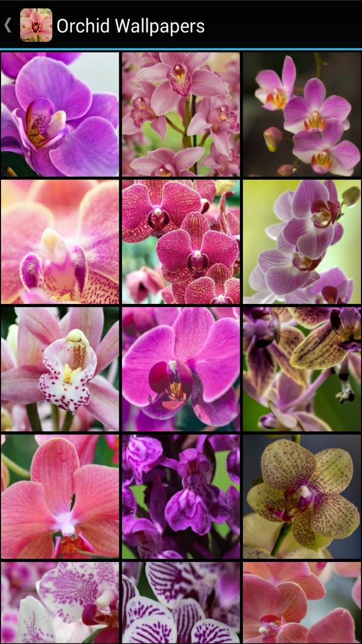 Orchid Wallpapers - App on Amazon Appstore