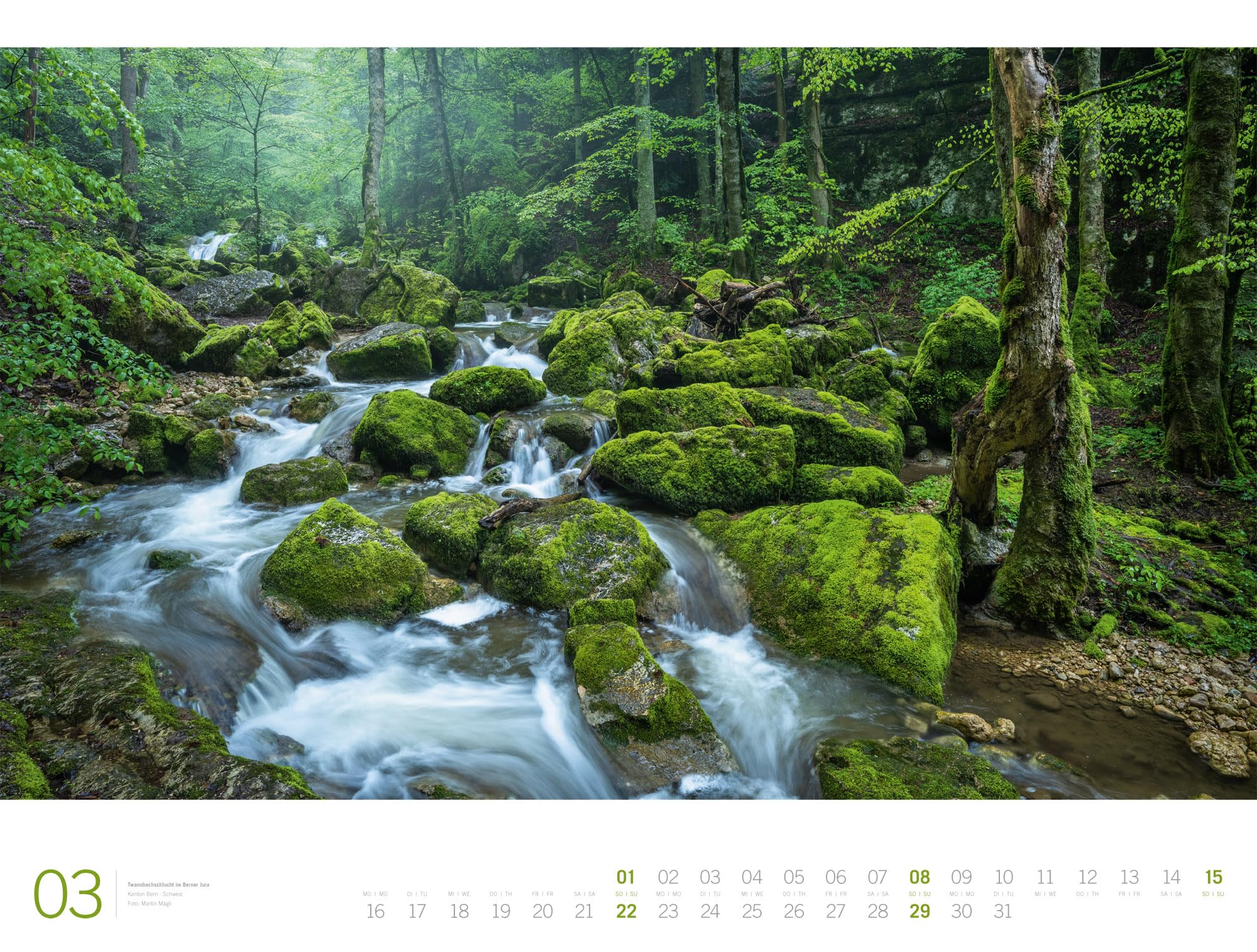Wald Gallery Kalender 2026 | Geschmackvoller Natur-Kalender im großen Querformat (66x50 cm) | Wälder und Bäume im Großformat