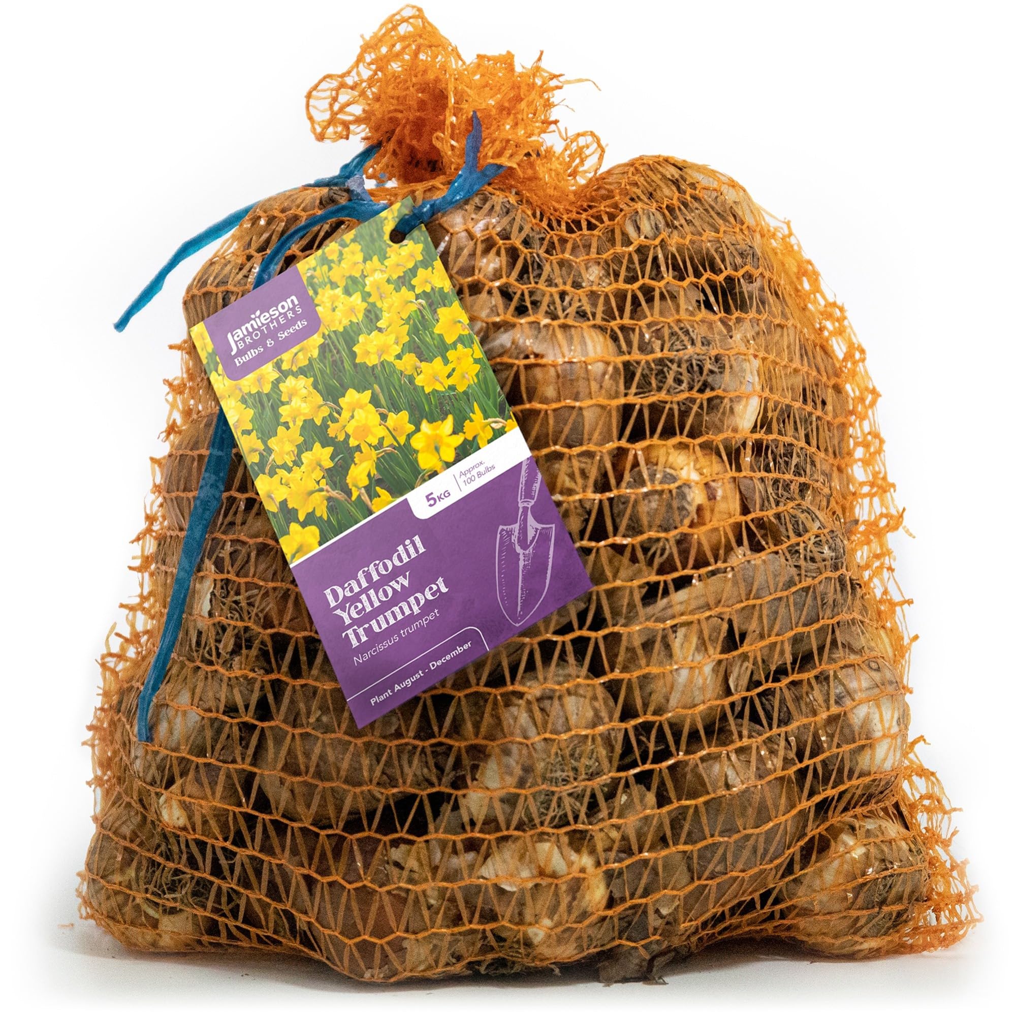 Yellow Trumpet Daffodil Bulbs 5Kg (Approx. 90 Bulbs) Plant in UK Outdoor Autumn Gardens Now, Borders & Flowerbeds – by Jamieson Brothers — image 1
