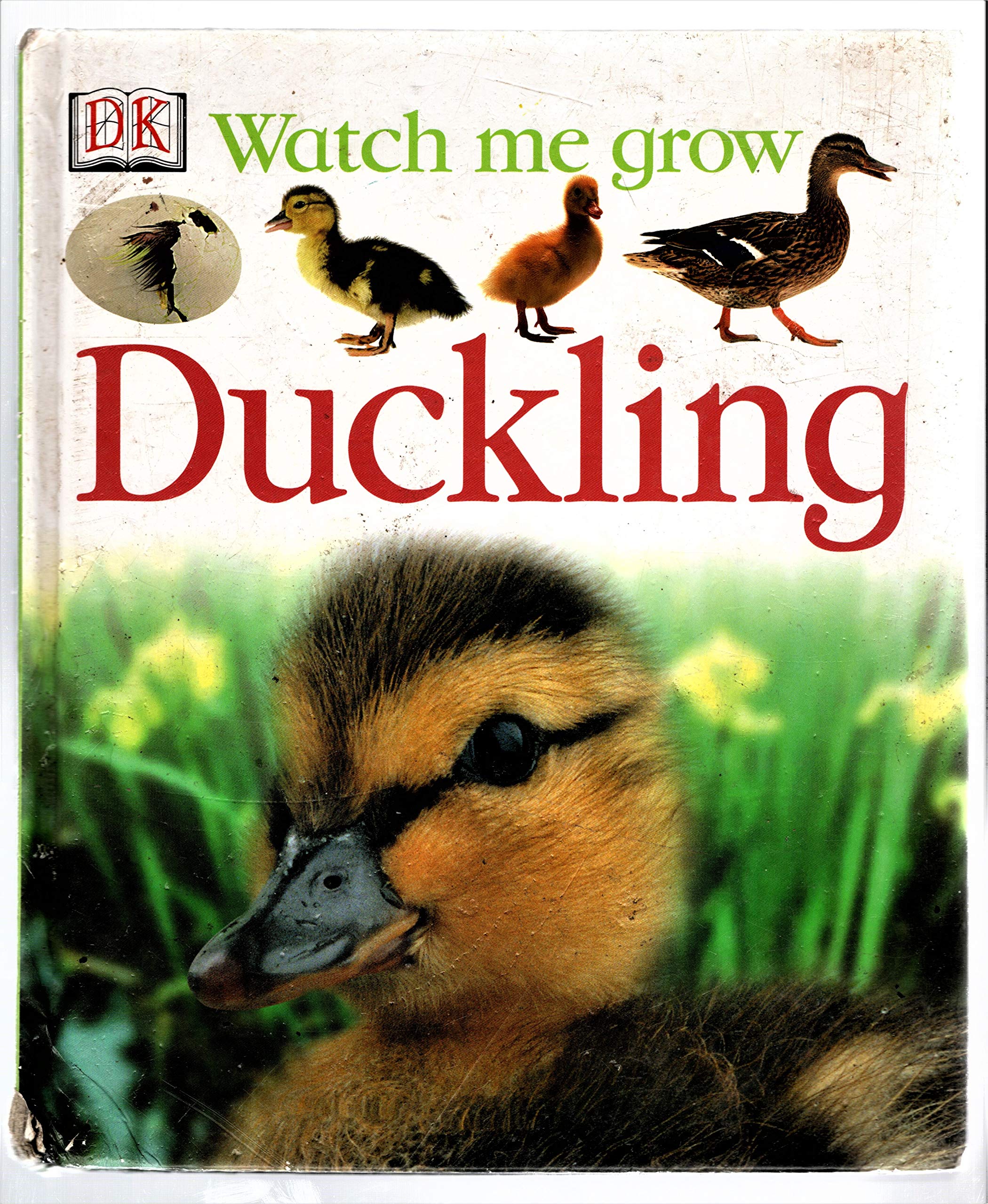 Duckling DK
