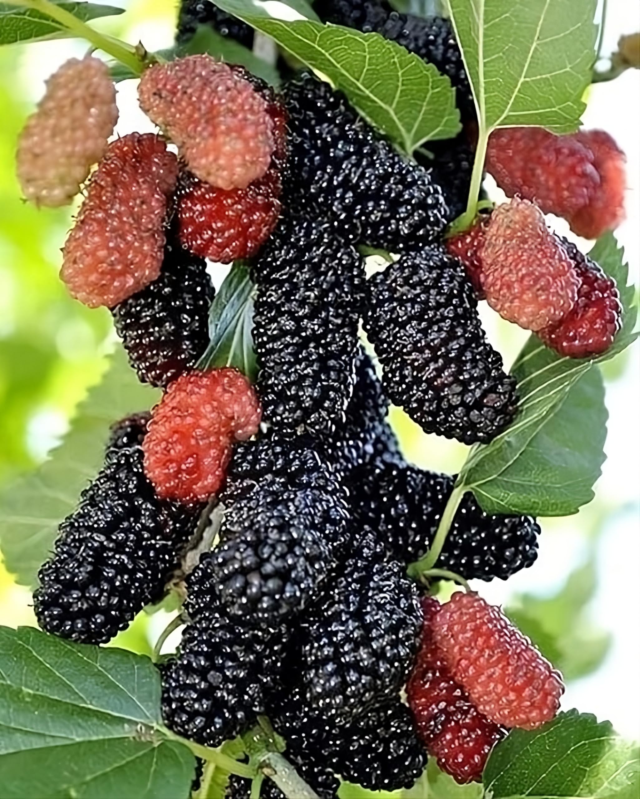 Sanjeevani Basket Mulberry Shahtut Black Barry Tropical Fruit Live Plant Natural Fruit Mulberry Plant With Orgenic Fertilizer (B0C6KXGX66) Amazon Price History, Amazon Price Tracker