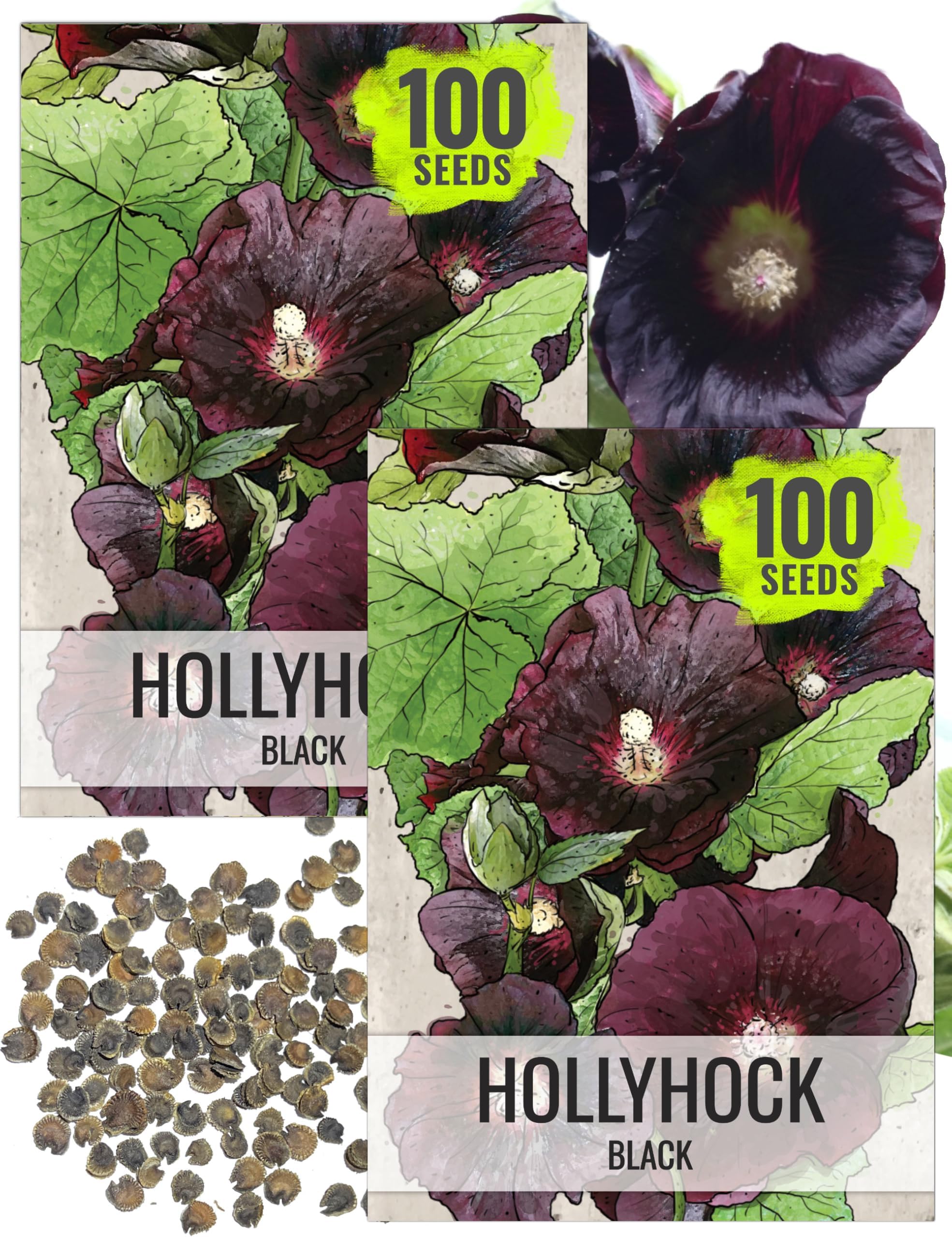 Seed Needs Black Hollyhock Seeds to Plant Gothic Alcea Flowers 2 Packs