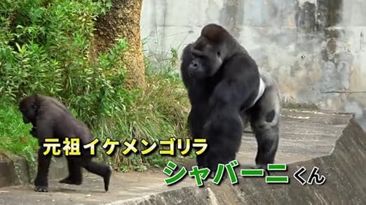 東山動植物園オフィシャルゴリラ写真集 シャバーニ 東山動植物園 本 通販 Amazon