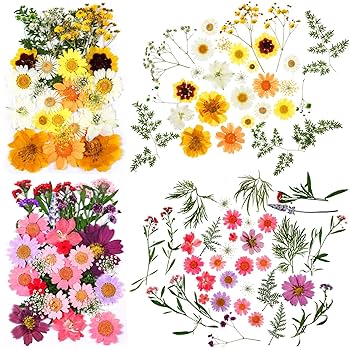 Amazon.com: Dried Pressed Flower and Butterfly Transparent