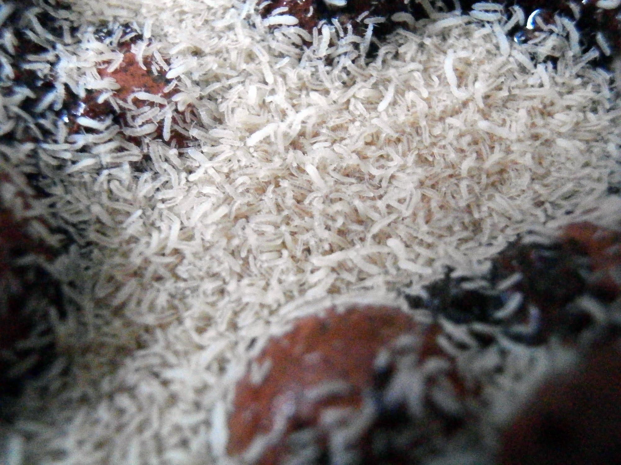 Tartan Guppy Live Springtail Starter Culture