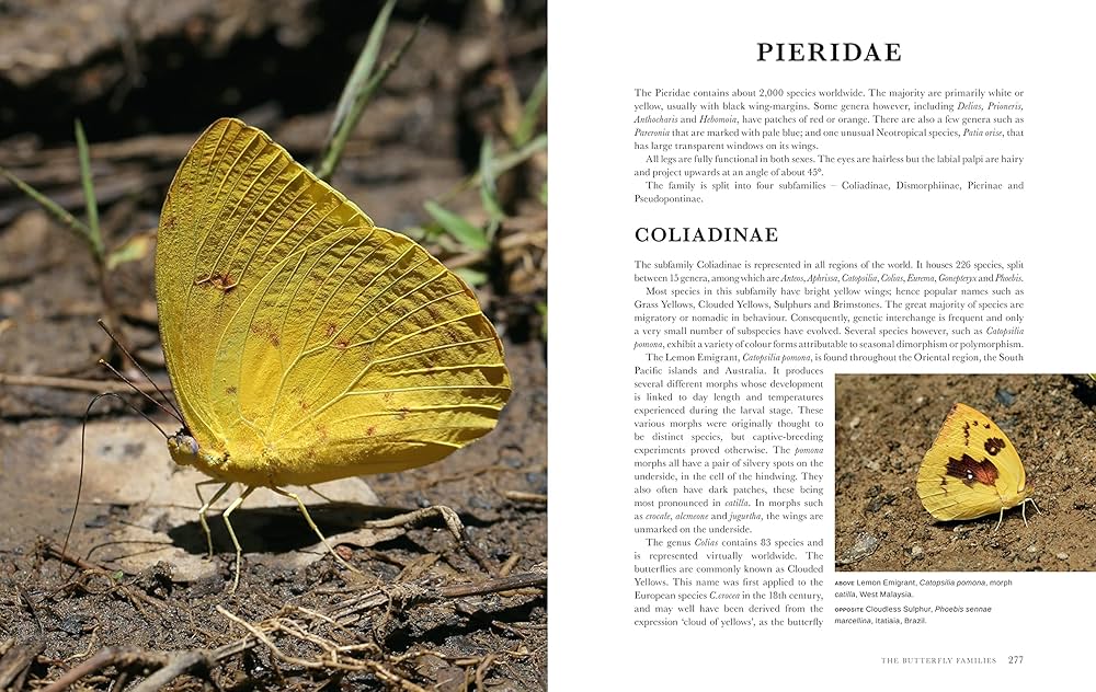 Adrian Hoskins　Butterflies of the World butterfliesofwor0000hosk