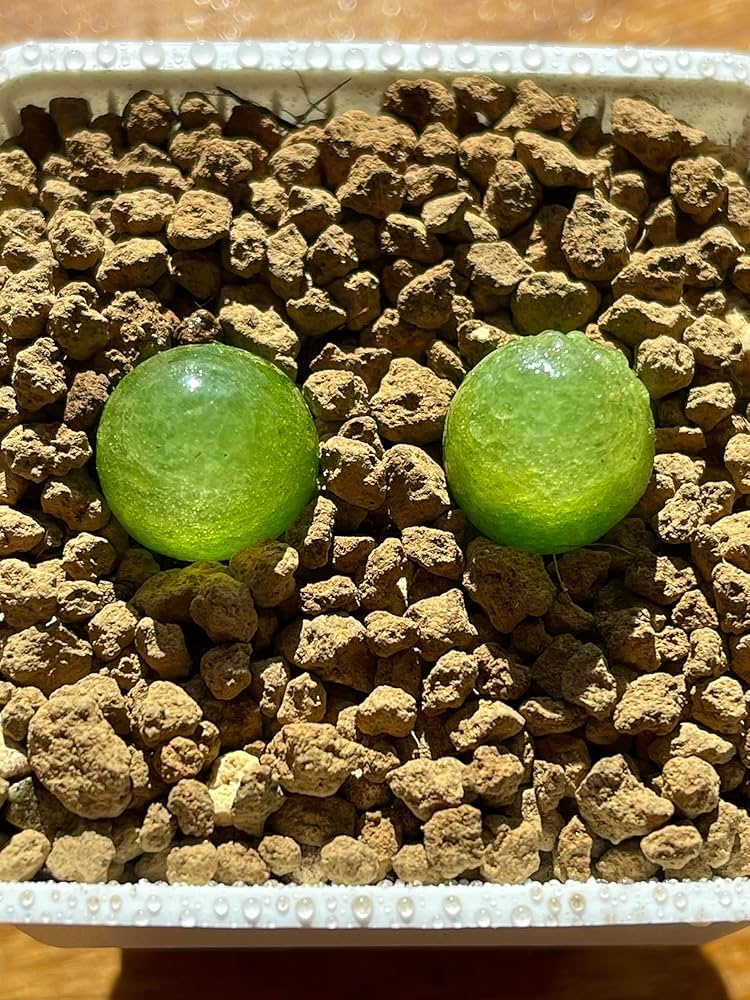 Amazon｜多肉植物 メセン コノフィツム ブルゲリ 2点セット