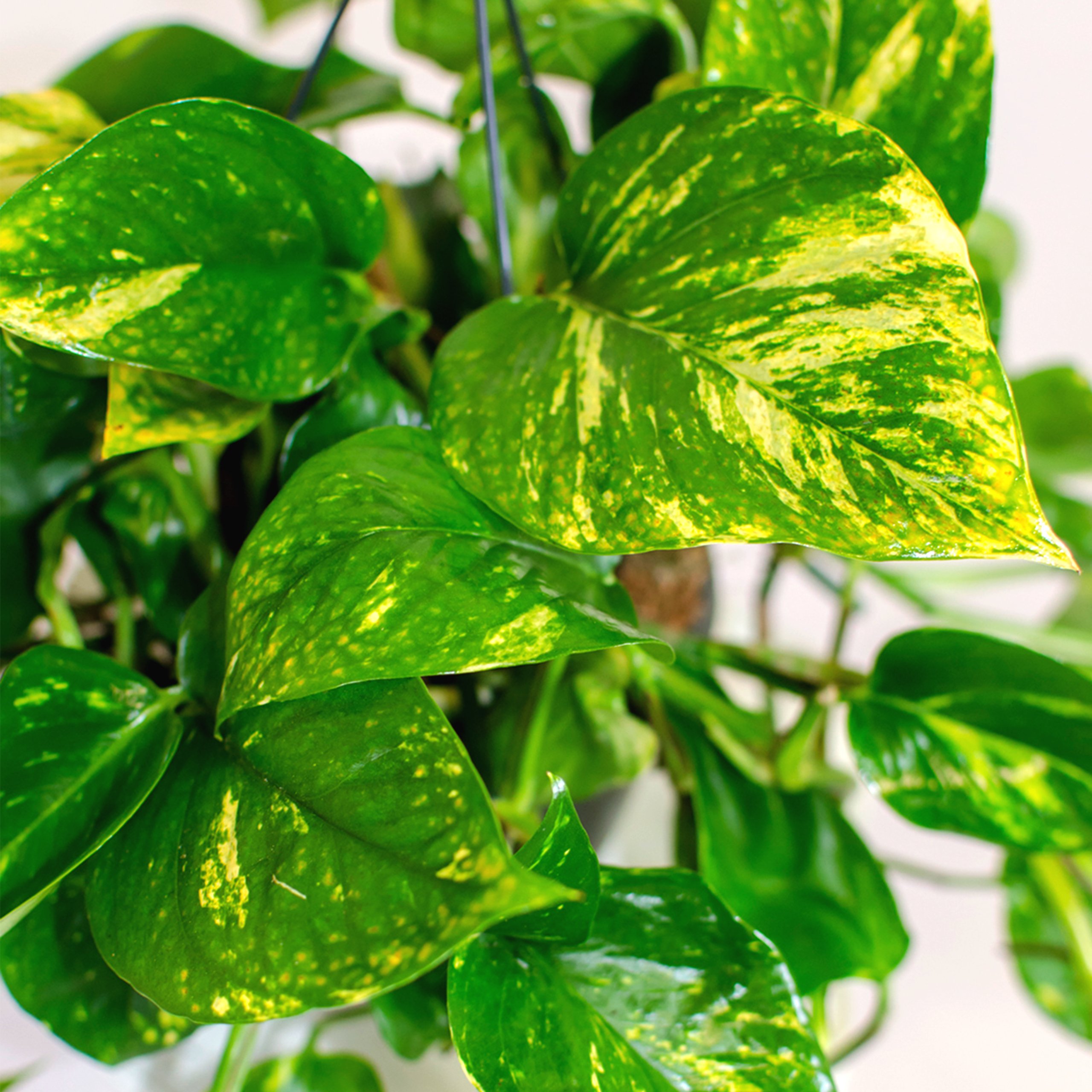 Scindapsus Epipremnum Efeutute 1 Ampel 40-50 cm hngend als Ampel Hngender  Topf Zimmerpflanzen, hngepflanze echt, efeutute zimmerpflanze hngend echt  : Amazon.de: Garten