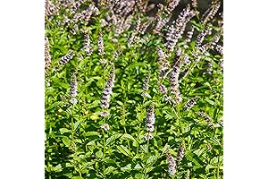Outsidepride Perennial Mentha Spicata Spearmint Herb Garden Seeds for Planting