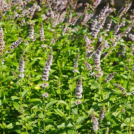 Outsidepride 10000 Seeds Perennial Mentha Spicata Spearmint Herb Garden Seed for Planting