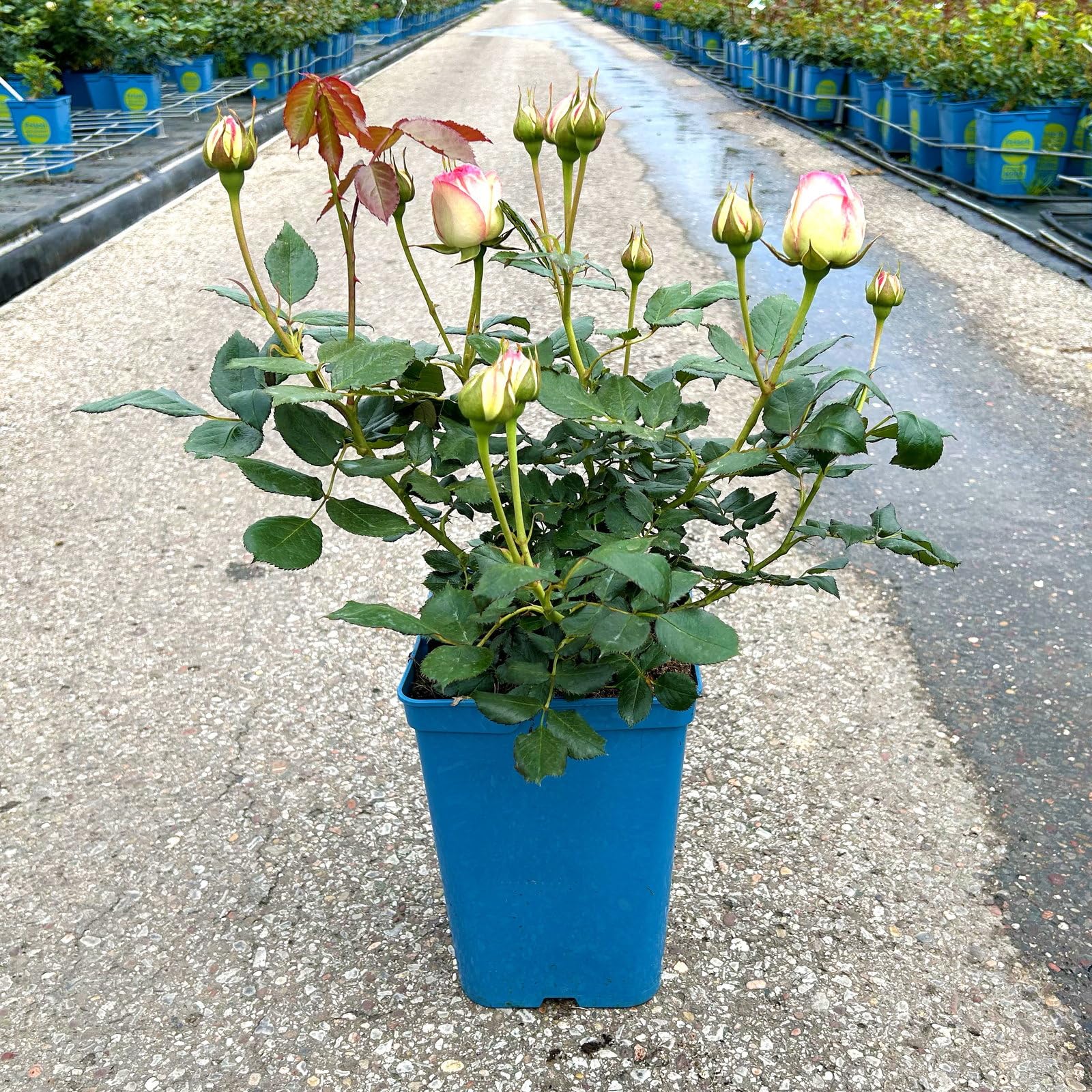 Strauchrose „Eden Rose®“ - Hellrosa blühende Topfrose im 6 L Topf - frisch aus der Gärtnerei - Pflanzen-Kölle Gartenrose