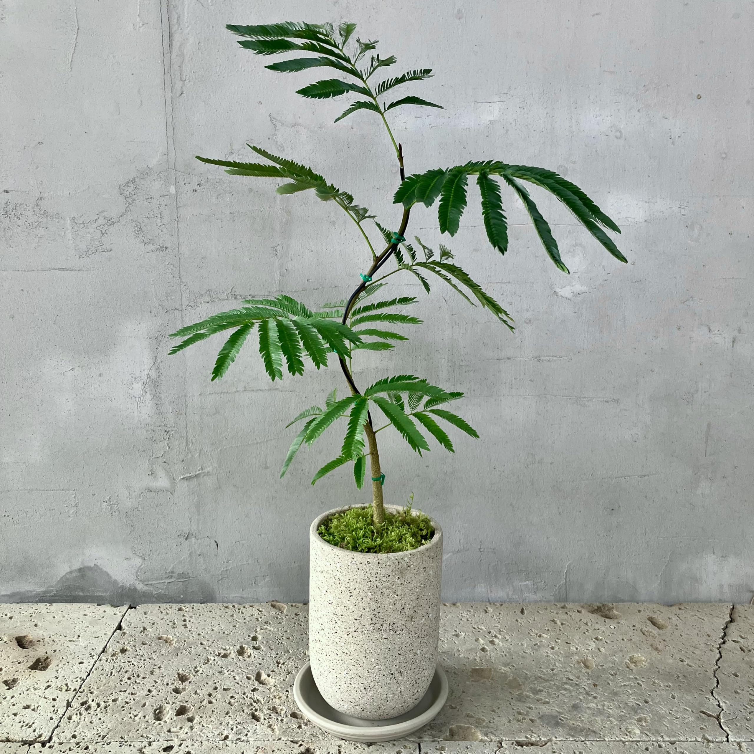 ☆エバーフレッシュ 沖縄産原木•曲がり仕立て♪ 143cm♪ Merry88様】 エバーフレッシュ 沖縄産原木•曲がり仕立て♪ 153cm♪