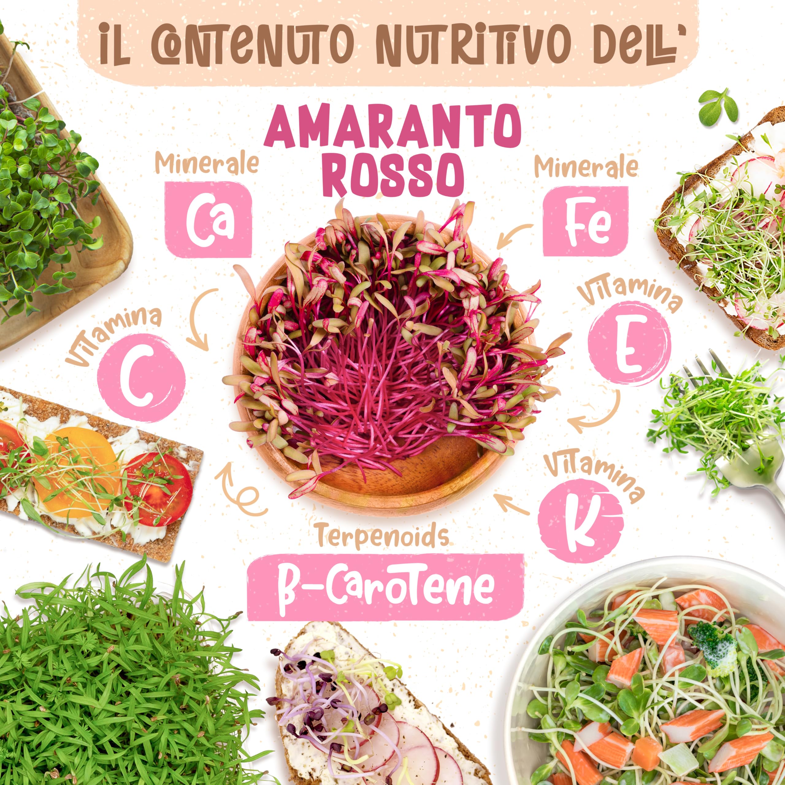 Semi Di Ceci Biologici 500 G, Keimling - Foto 11