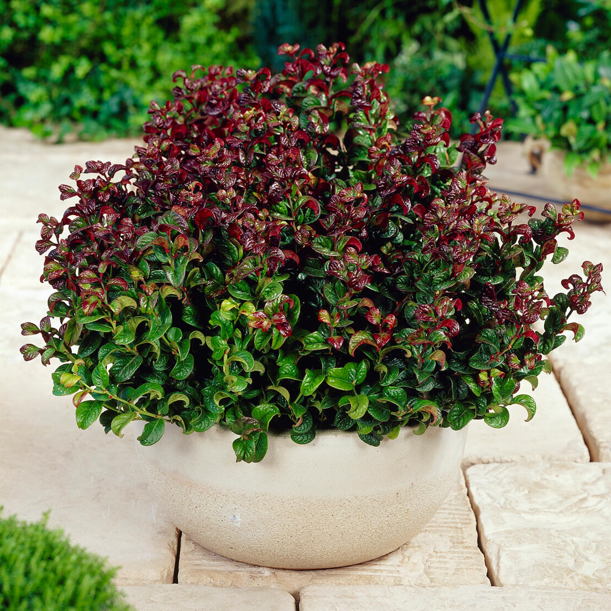 Leucothoe Curly Red Evergreen Shrub | Shrubs Outdoor Garden Ready Hardy | Outdoor Plants All Year Round | Evergreen Plants Outdoor Garden Plants, Plants Ready to Plant (2 Litre Pot, 25-35cm)