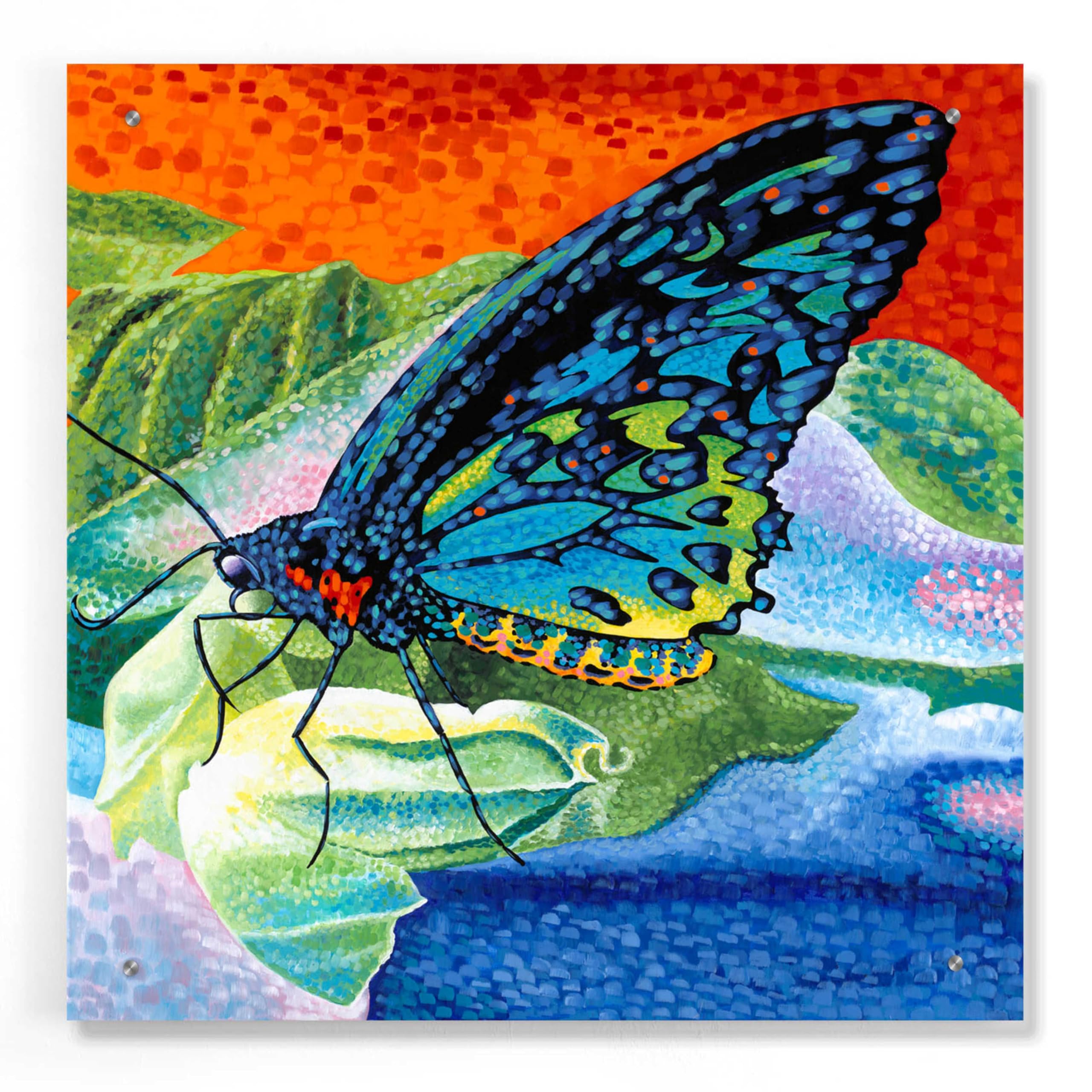 Amazon.com: Epic Art 'Poised Butterfly II' by Carolee Vitaletti