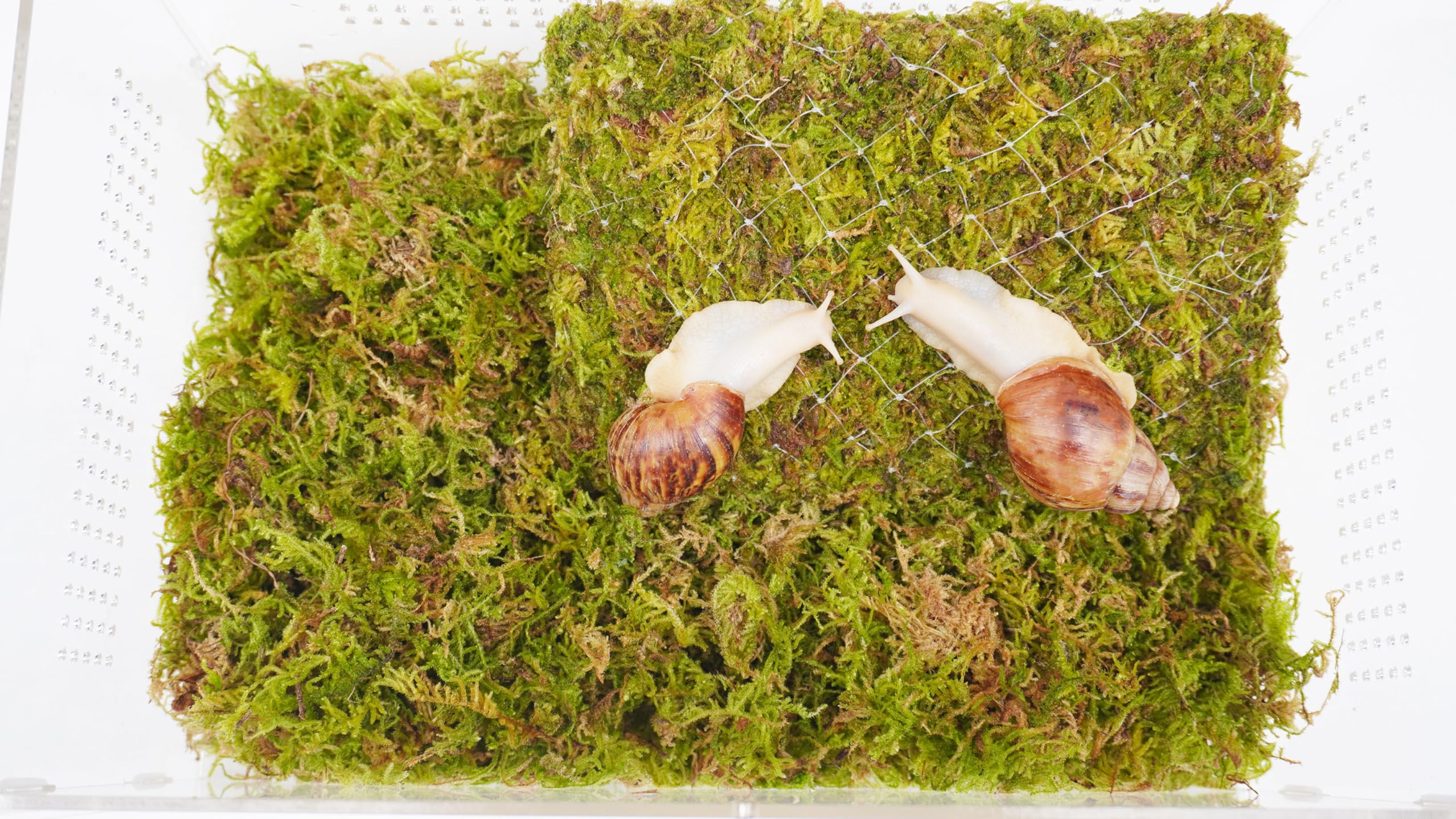 Zestaw terrarium dla zwierząt domowych ze ślimakiem o wymiarach 28,5 x 20 x 15 cm terrarium ze ślimakiem i ścianą wspinaczkową 18 cm