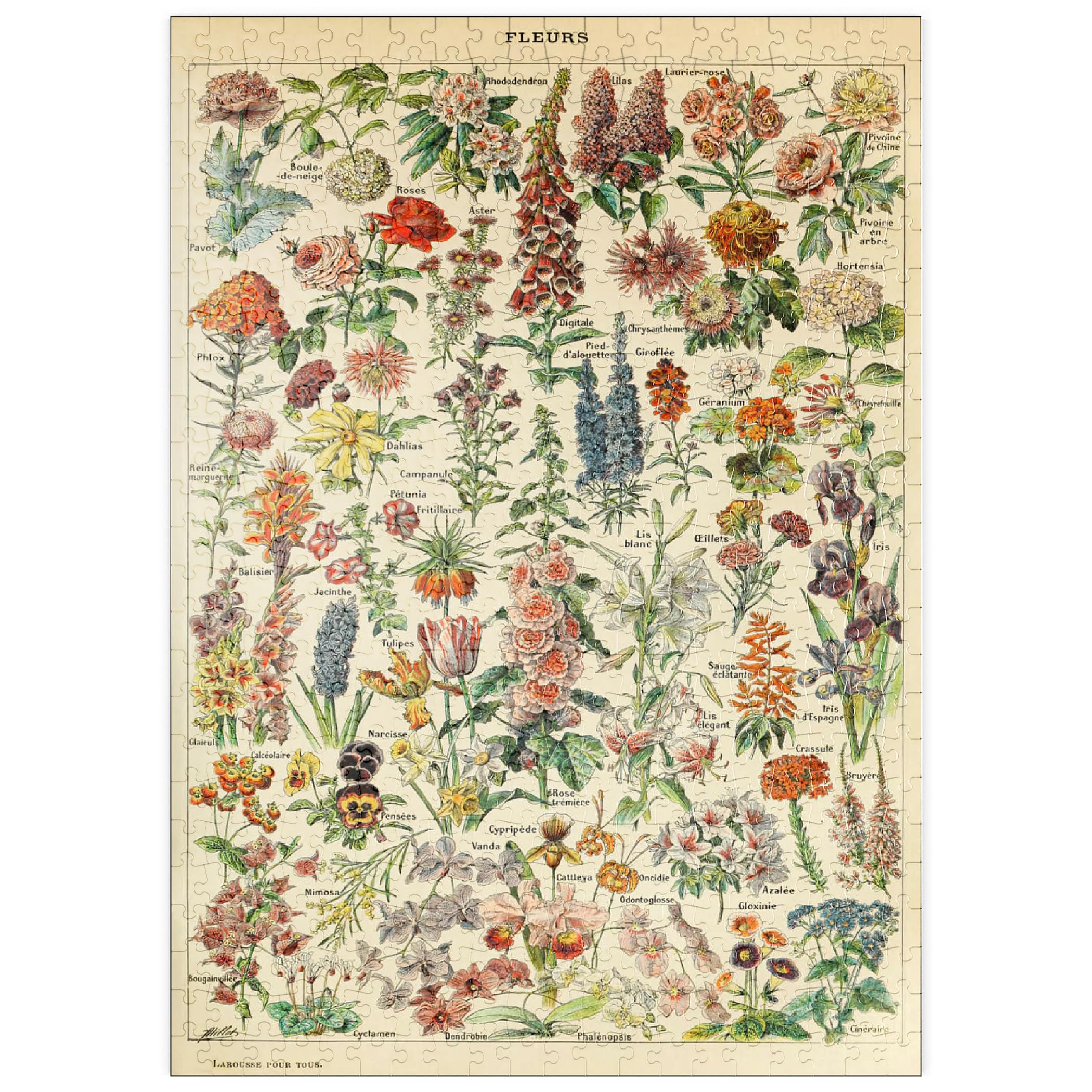 MyPuzzle Fleurs - Flores para Todos, Póster De Arte Vintage, Adolphe Millot - Premium 500 Piezas Puzzles - Colección Especial MyPuzzle de Havana Puzzle Company
