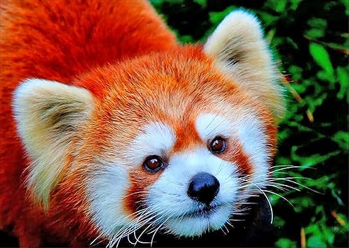 BELLCAT - Pintura artística de diamante de panda rojo, kit de pintura de diamante 5D, cobertura completa, diamantes de imitación redondos, kit de