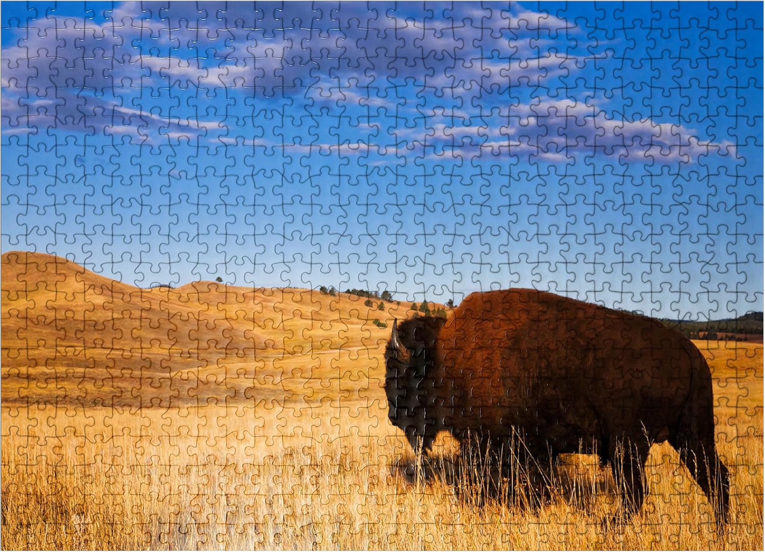 MyPuzzle Bison/Buffalo Running in The Rolling Hills of The Prairie - Premium 500 Piece Jigsaw Puzzle for Adults