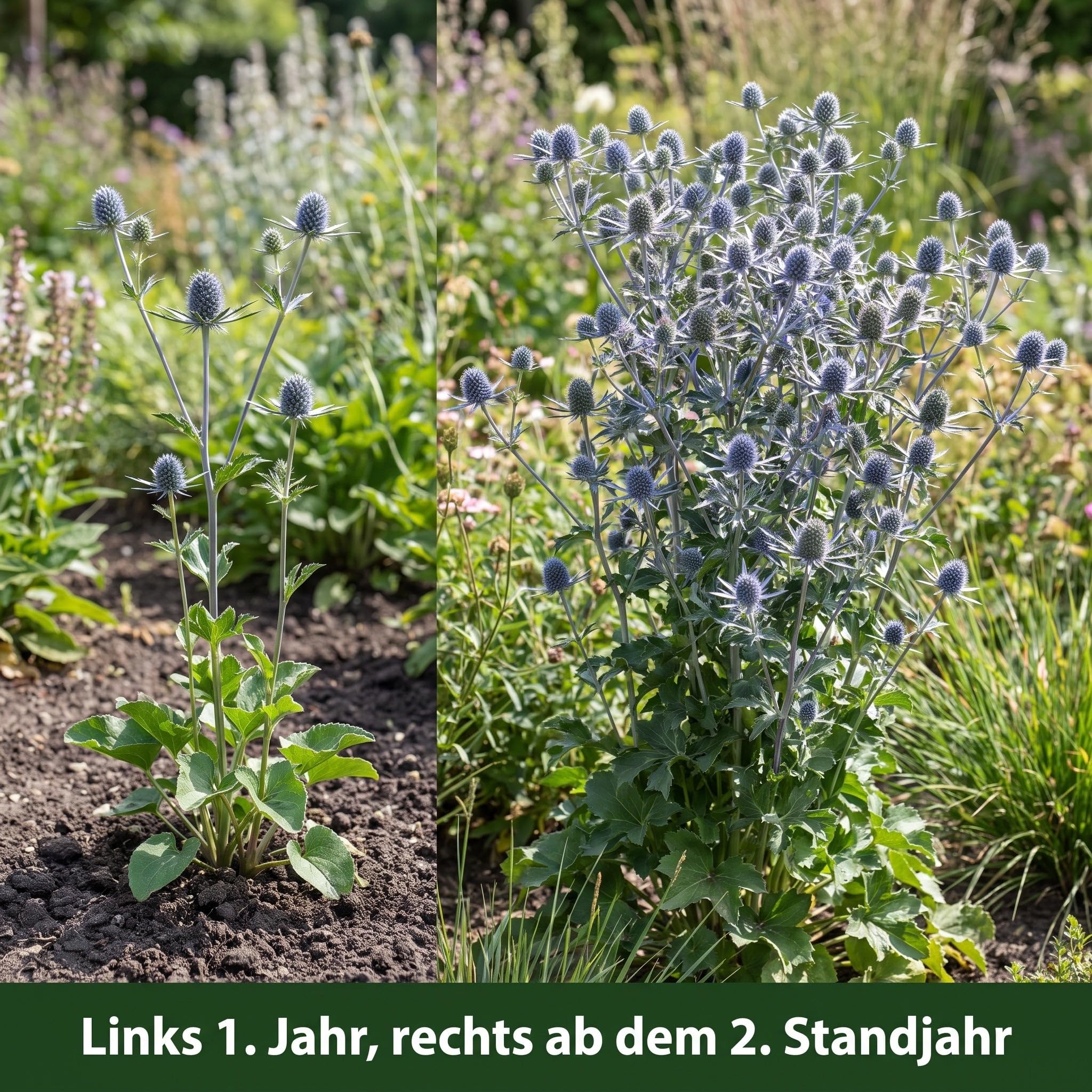Stauden Gänge 10 x Eryngium planum Flachblatt-Mannstreu Edeldistel