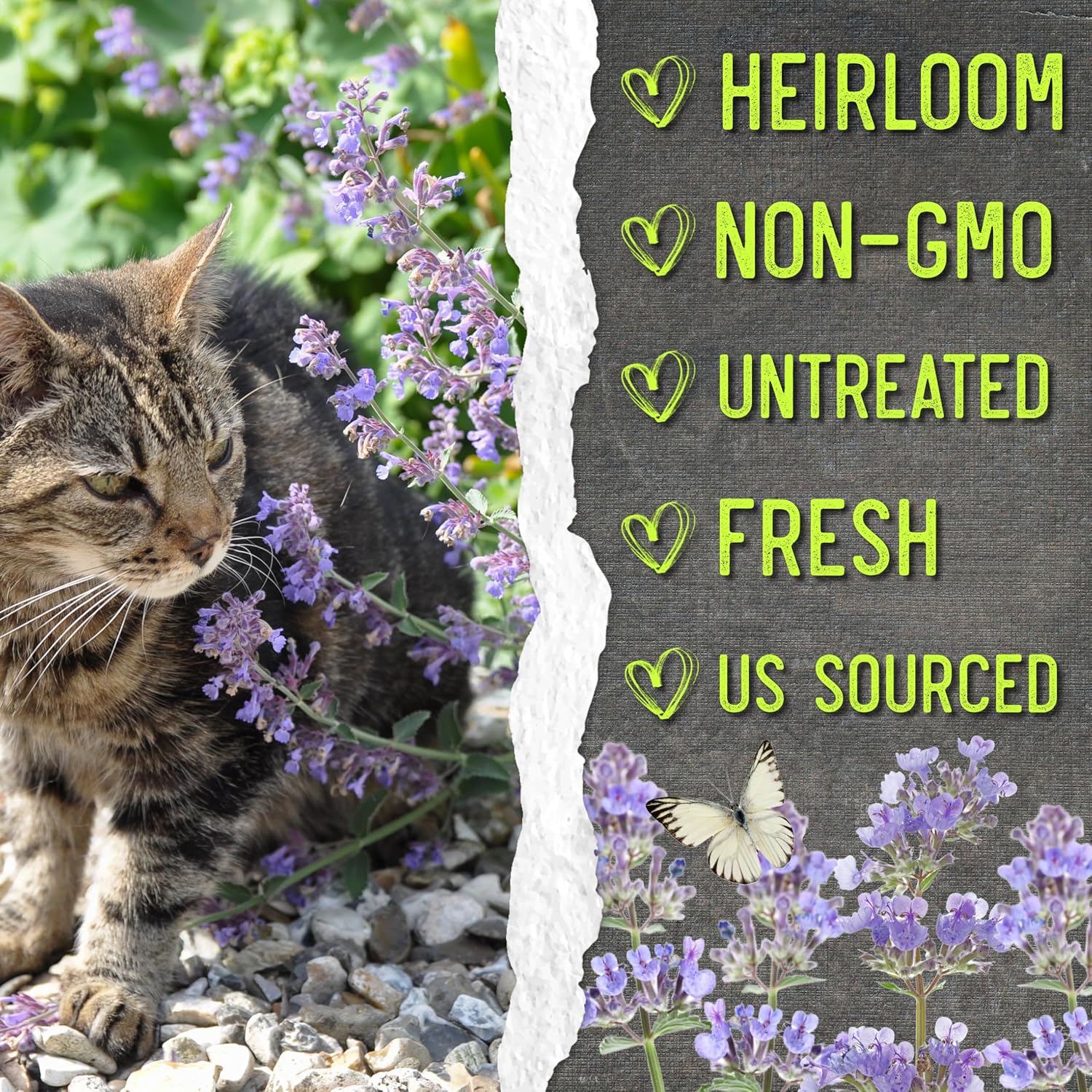 Seed Needs Catmint Seeds for Planting an Indoor/Outdoor Herb Garden - Non-GMO Heirloom & Untreated Herbal Plants - Great for Cats Nepeta mussinii (20 Packs)