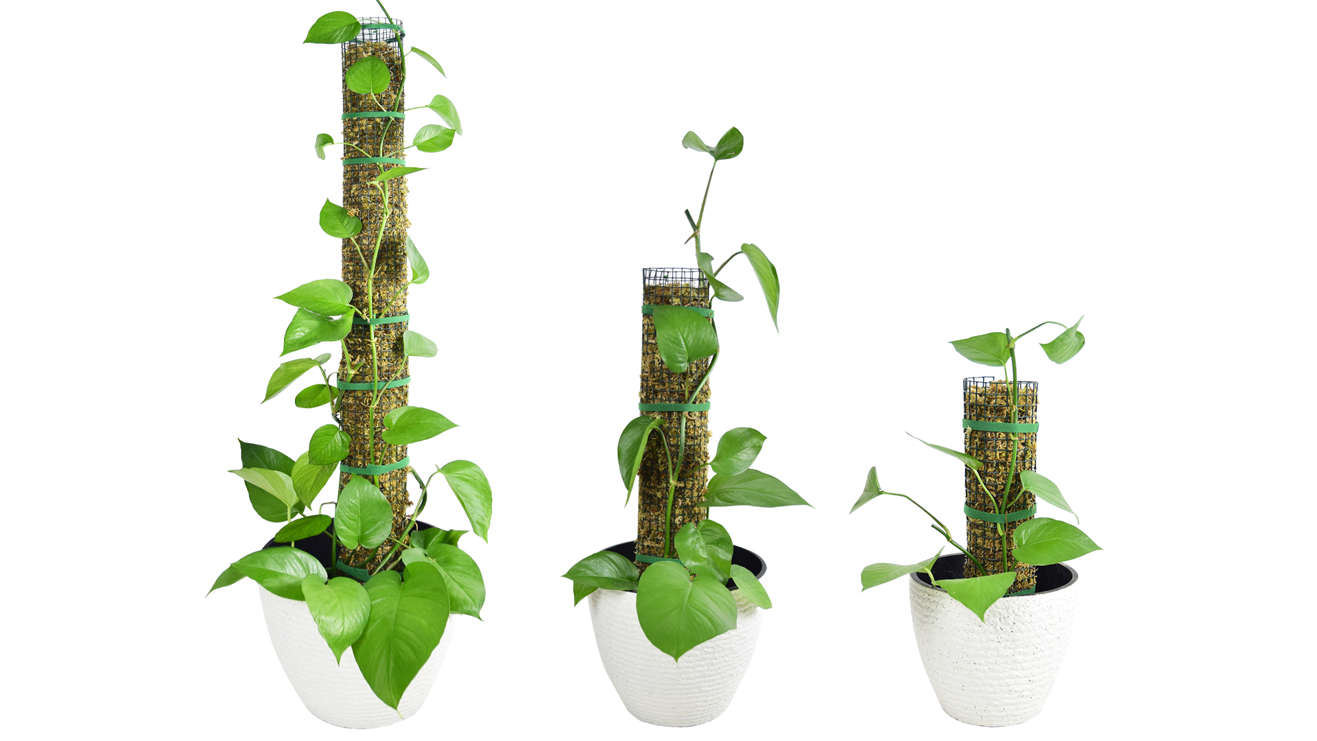 moss stick　sw58 Amazon.com : 24 Inch Moss Pole for Botany, Reusable Semi