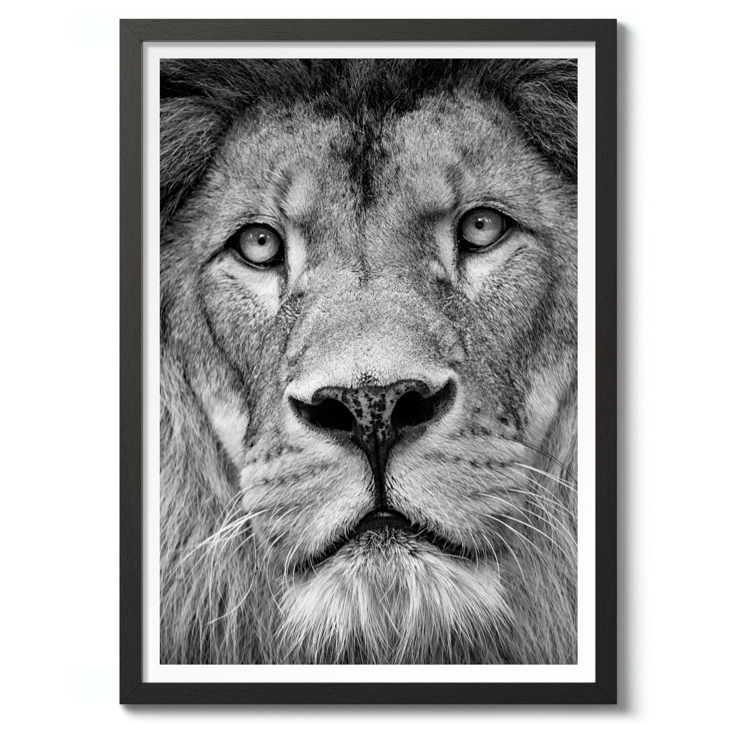 Lion Poster Black & White Vintage Photography Print Minimalist Modern Interior Decoration, Archival Matte, A3 (Black Frame) - 42x29.7cm
