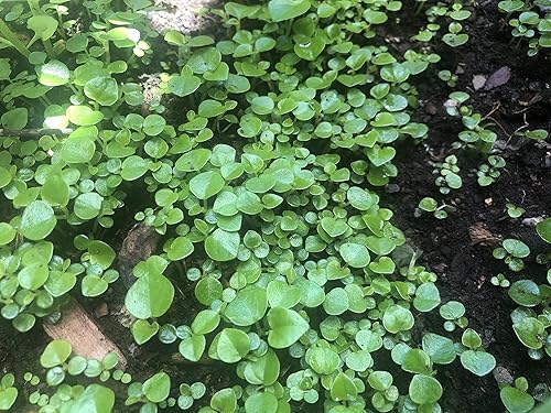 Miniatura 2 de 2 paquetes de hierba de garra de cangrejo Peperomia pellucida (rau cang cuaPepper ElderShining Bush Plant - 50 semillas por paquete