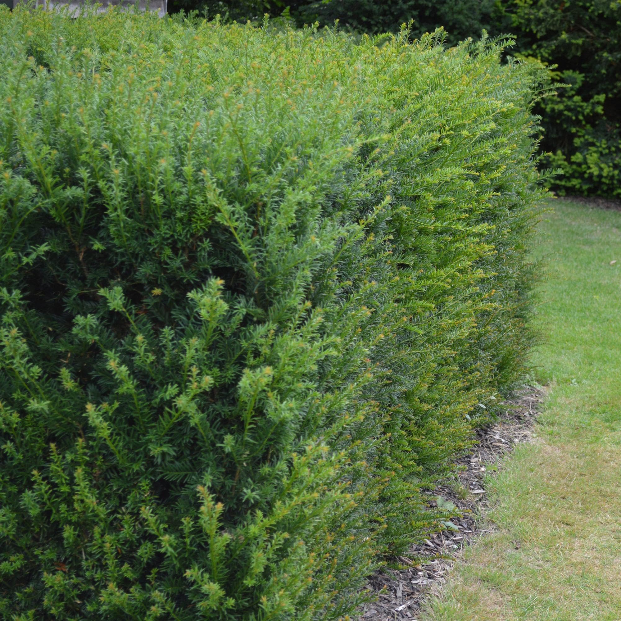 Europejski cis Taxus baccata – wiecznie zielony – roślina żywopłot – 6 roślin – 17 cm x wys. 60 cm – łatwa w pielęgnacji