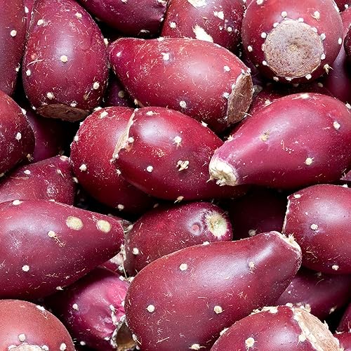 Miniatura 5 de Plantas de cactus de tuna morada de 8 meses de edad, plantas vivas en macetas, 4-6 pulgadas de alto, planta viva de cactus espinoso para plantar en