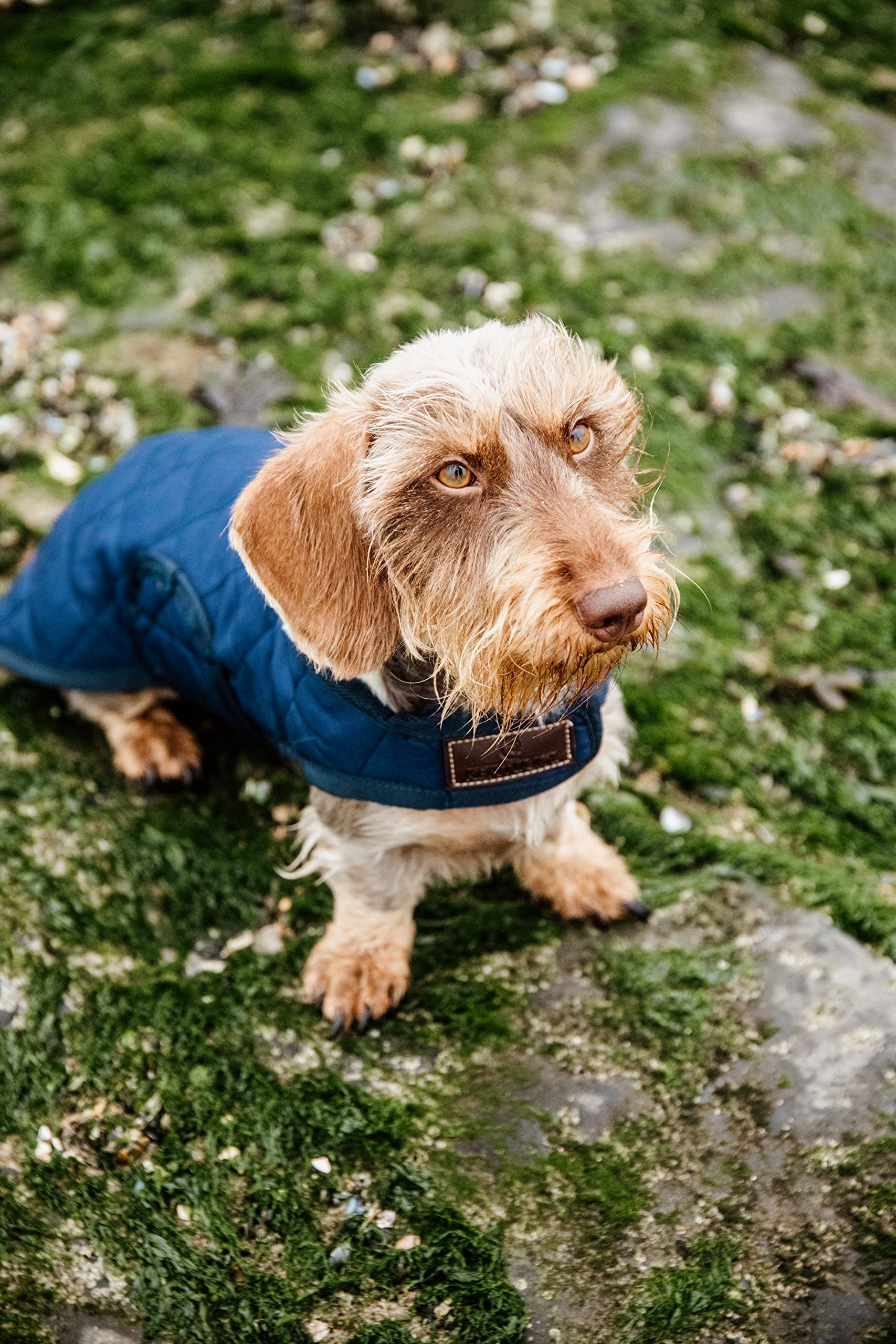 Kentucky - Hundemantel - Marineblau - L - 51-59cm