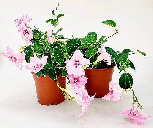 Pianta Dipladenia Sundaville Rossa - Rampicante Fiorito - Per Terrazze E Giardini - Foto 2