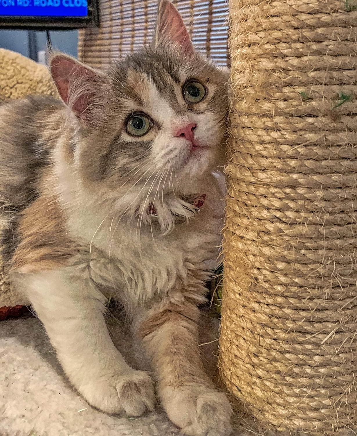 SGT KNOTS Cat Scratch Post Rope - Natural, Twisted Sisal Rope for Cat Scratching (1/2" x 100ft)