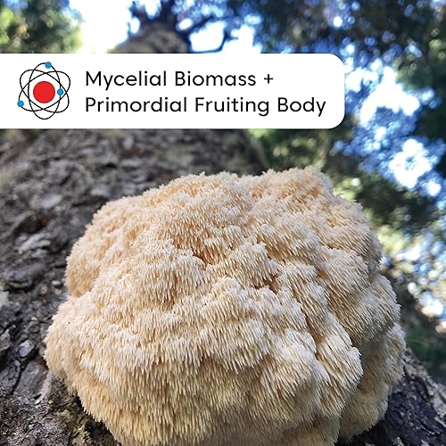 Miniatura 3 de Wilderness Poets, Organic Lions Mane - Polvo de hongos cultivados en California, tamaño a granel (16 onzas - 1 libra)