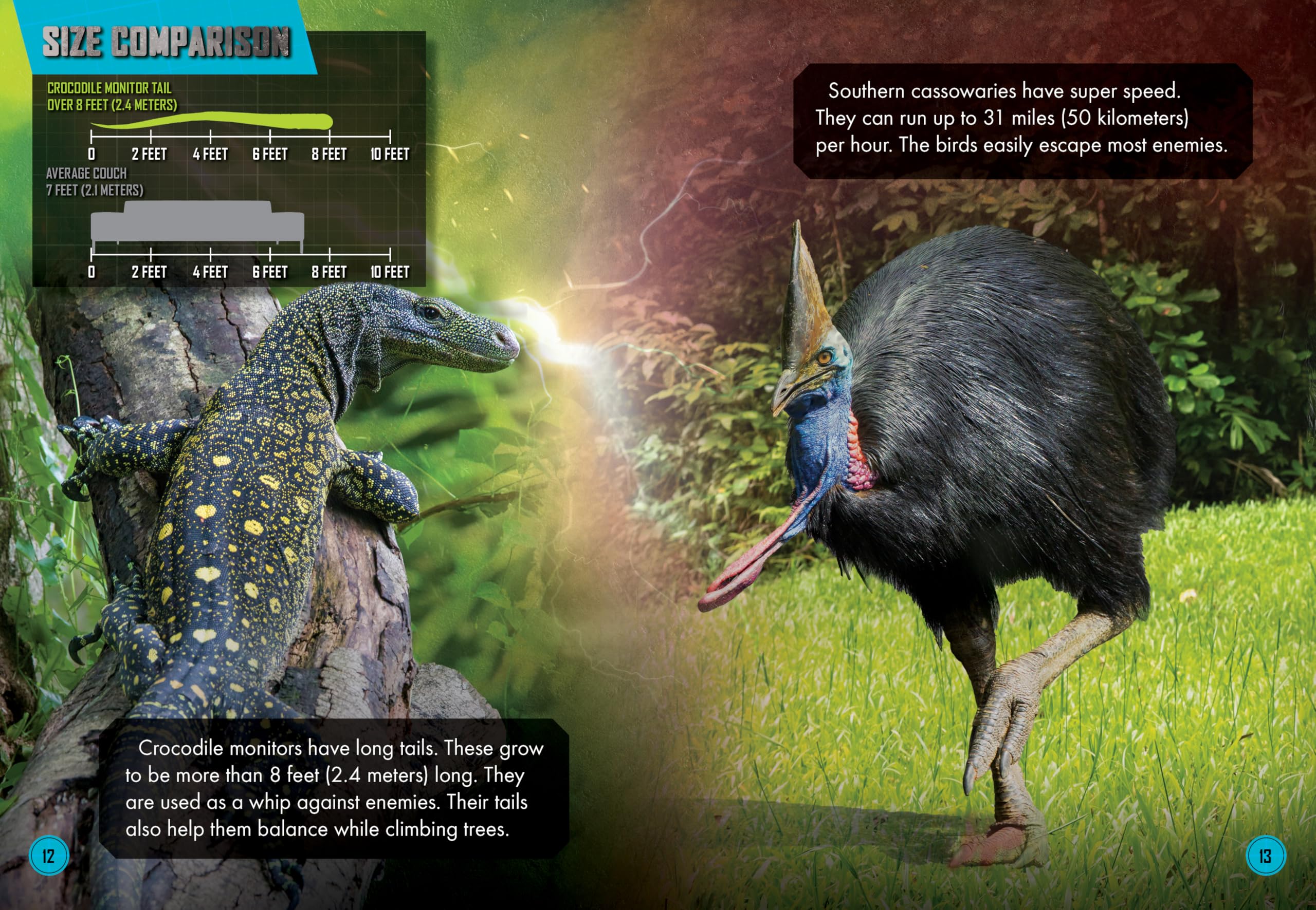 Crocodile Monitor vs. Southern Cassowary