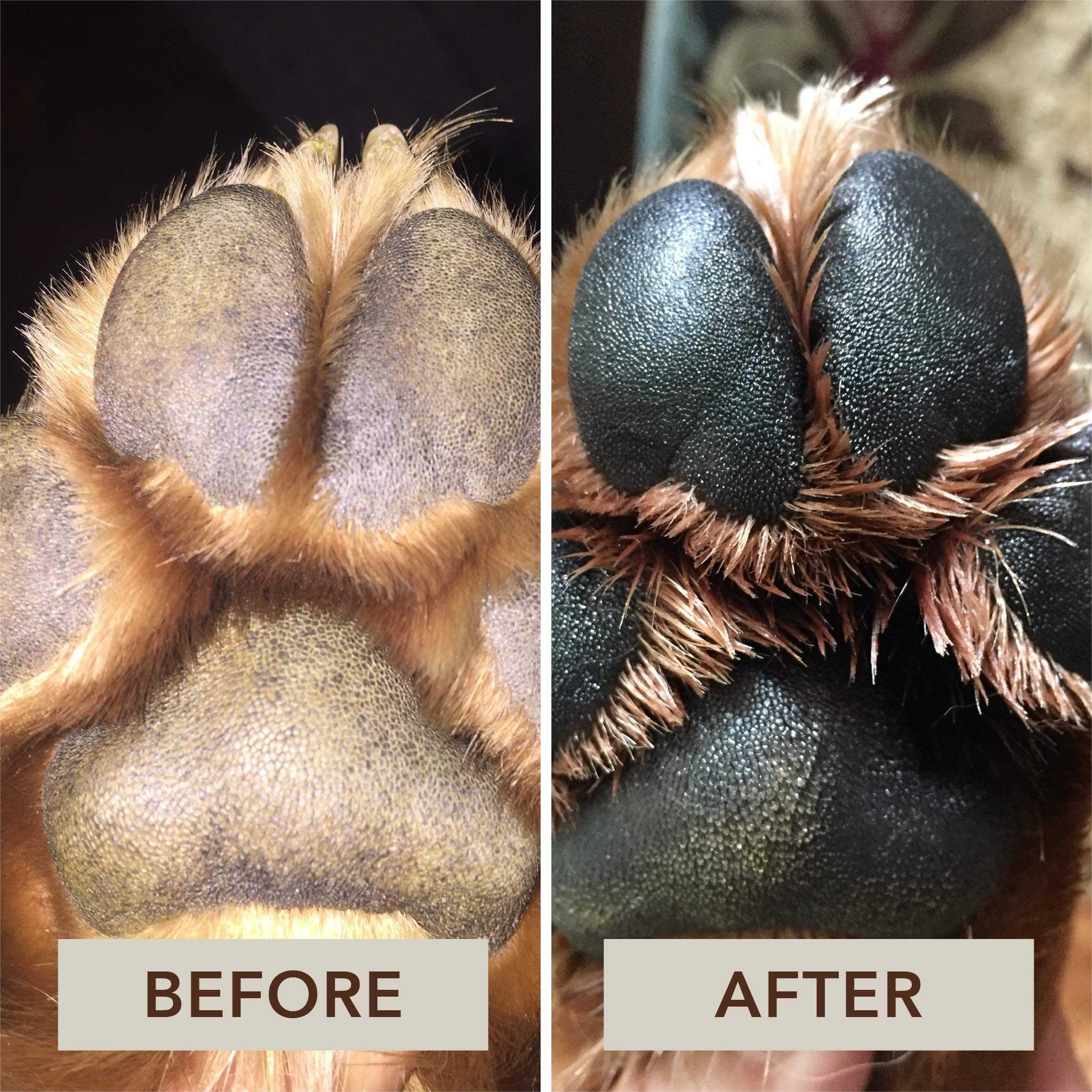 dry paw pads in dogs