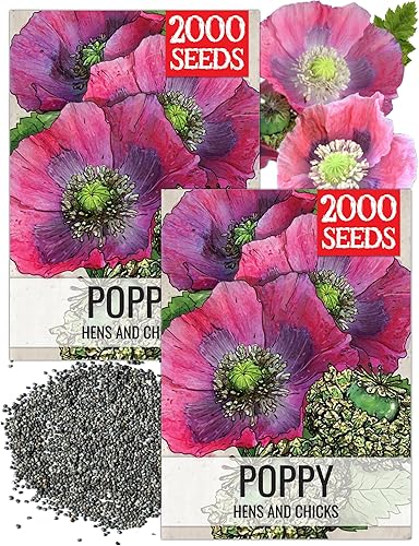 Miniatura 8 de Seed Needs Semillas mixtas de amapola somniferum para plantar, reliquia y flores anuales de polinización abierta, masas coloridas de flores