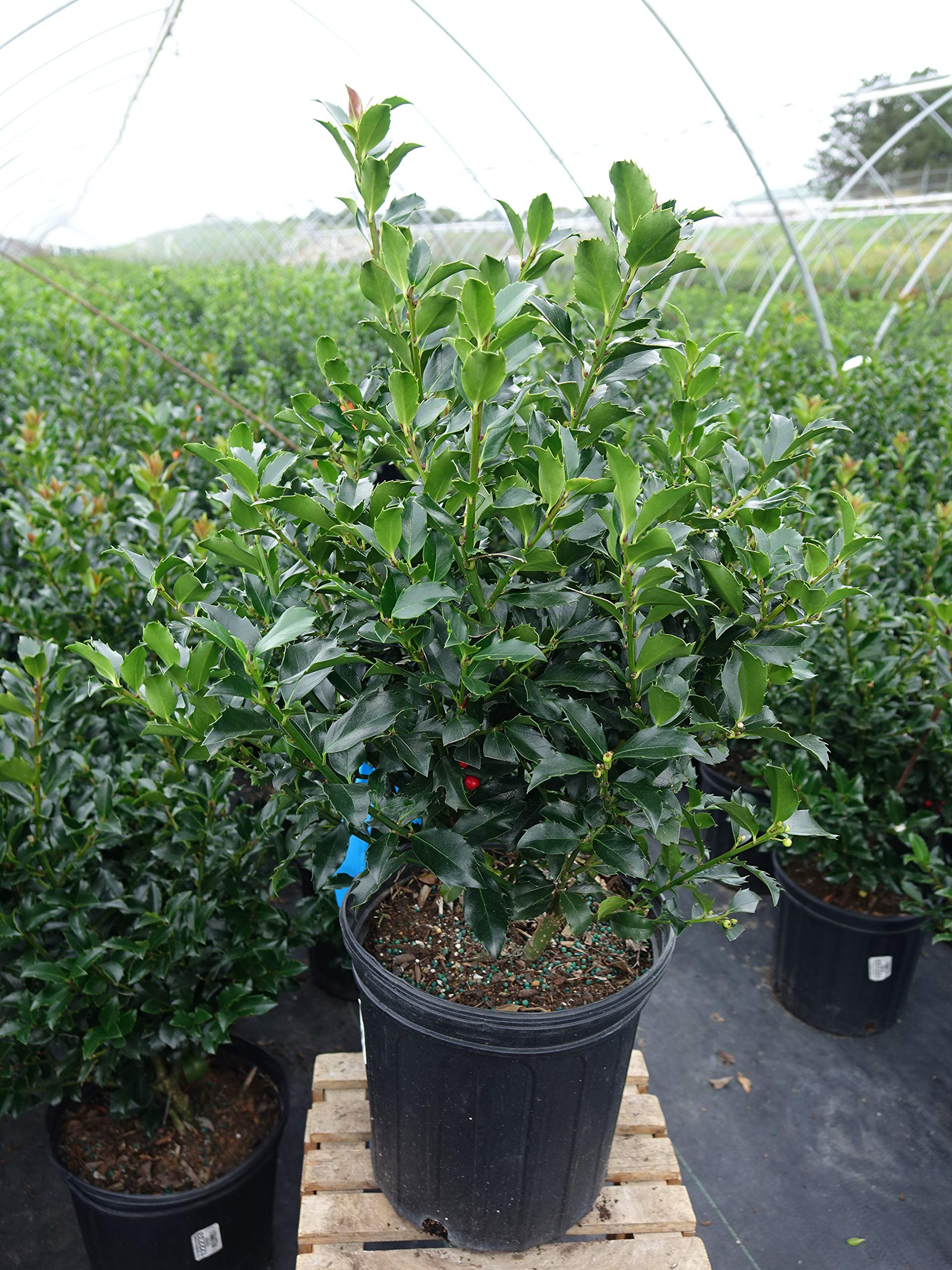 Ilex meserveae Blue Maid