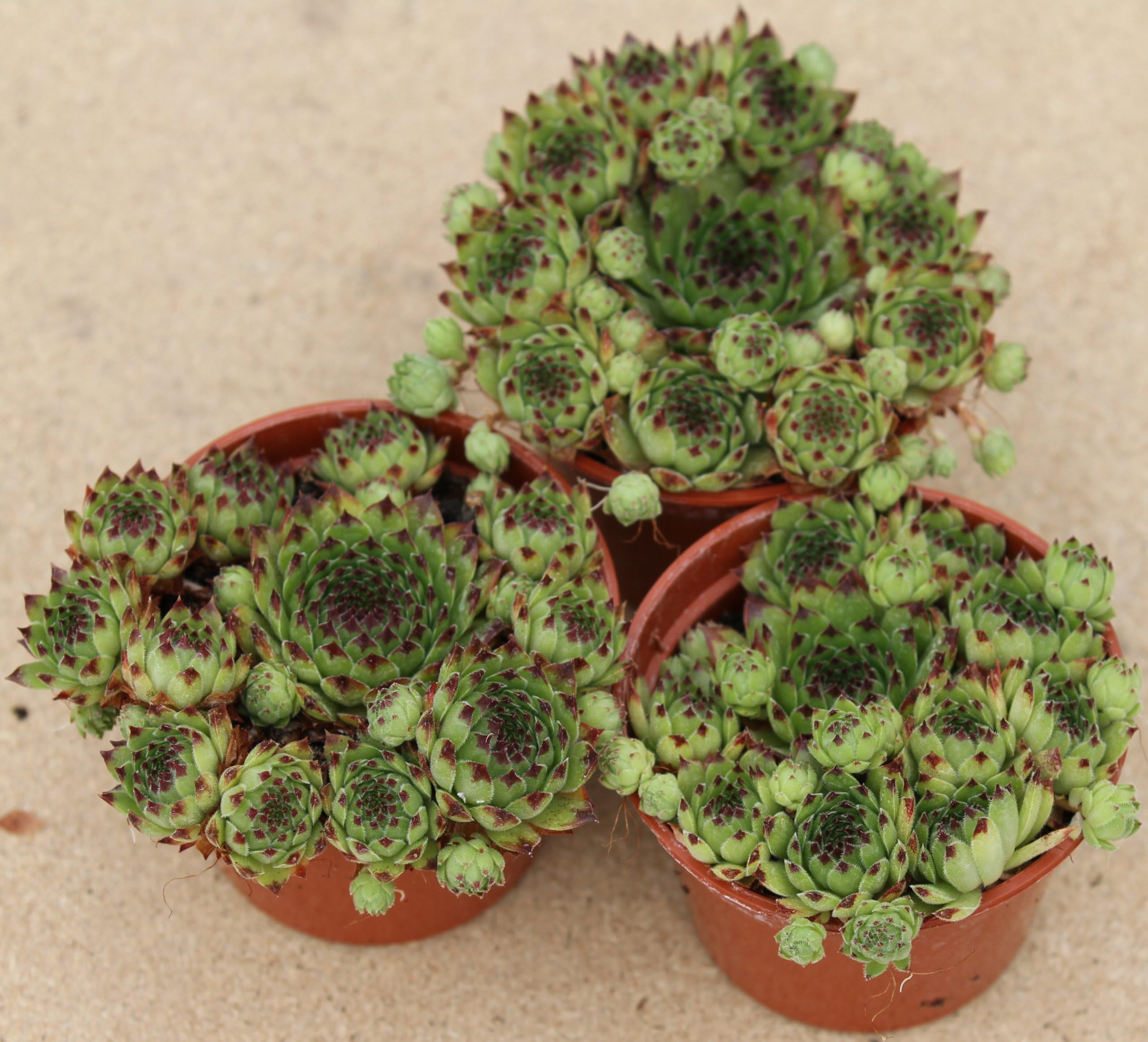 3 x Sempervivum Hens & Chicks Mother Plant in 9cm Pot Ready for Taking Cuttings
