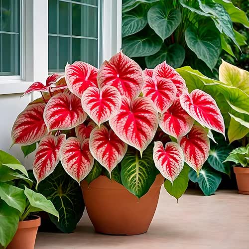 6 Crimson Sky Caladium Bulbs for Planting - Perennial Hosta,