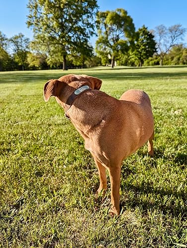 Miniatura 6 de Handmade Personalized Bridle Leather Dog Collar, Engraved Solid Brass Nameplate (Distressed Brown)