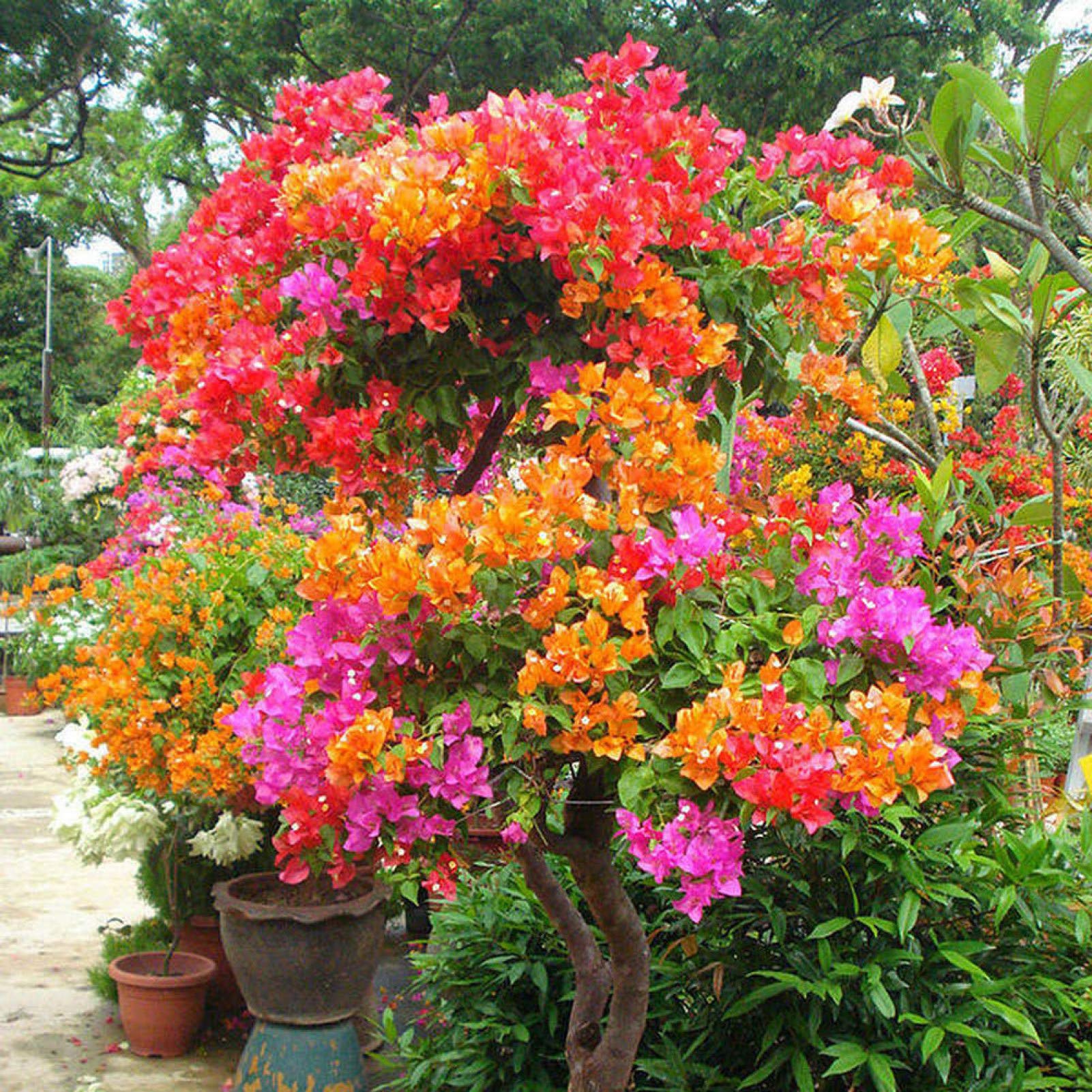 105 Graines De Bougainvillier Spectabilis (fleurs Oranges) - Pour Jardinage En Extérieur