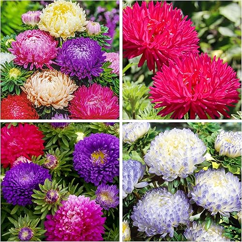 Más de 1000 semillas de flor de aster perenne para plantar al aire libre, flores de aster, arcoíris, jardín, semillas para el hogar, mariposa