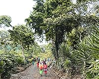 Vista 7 de Fara Coffee, Frijol entero (descafeinado (medio/oscuro), 2.2 libras)