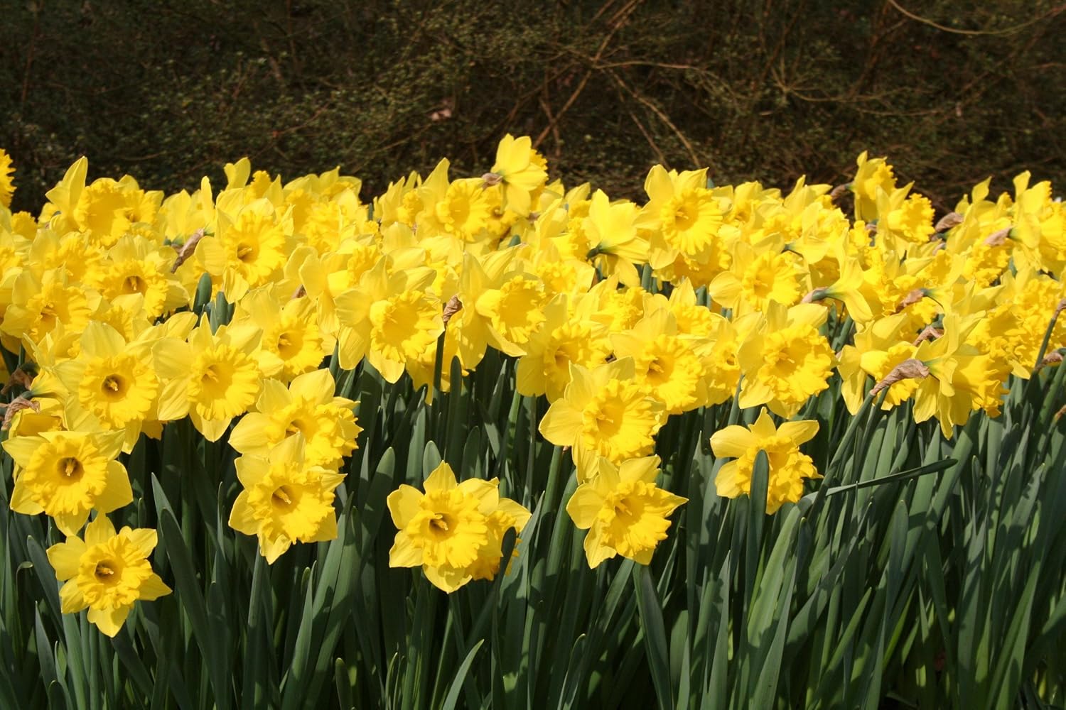 Eight Weeks of Daffodils Mix, 50 Bulbs,Bloom all spring