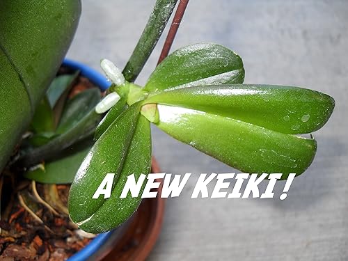 Miniatura 4 de Keiki Power Pro pasta para clonación de orquídeas