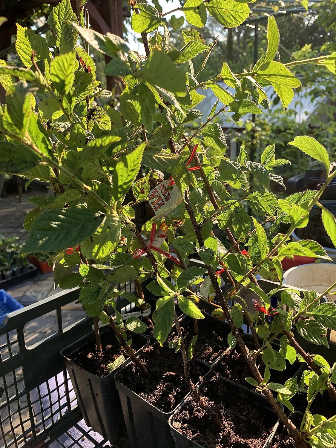 8-16” Tall Jules - Nanking White Cherry 1-2 Year Old Plant